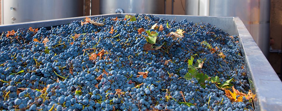 cabernet sauvignon winemaking with grapes and tanks